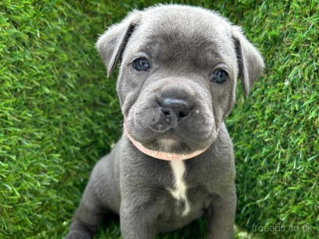 Outstanding KC REG Staffordshire bull terriers for sale in Glasgow, Glasgow City - Image 1