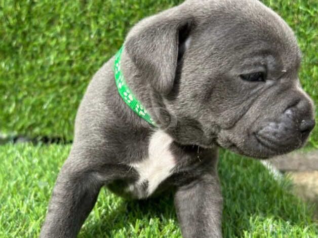 Outstanding KC REG Staffordshire bull terriers for sale in Glasgow, Glasgow City - Image 3