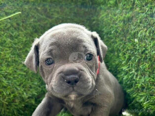 Outstanding KC REG Staffordshire bull terriers for sale in Glasgow, Glasgow City - Image 4