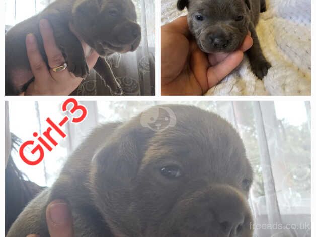 Pedigree cerrtificate Staffordshire puppys looking for new home for sale in West Bromwich, West Midlands - Image 1