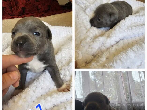 Pedigree cerrtificate Staffordshire puppys looking for new home for sale in West Bromwich, West Midlands - Image 4