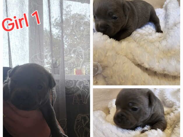 Pedigree cerrtificate Staffordshire puppys looking for new home for sale in West Bromwich, West Midlands - Image 5