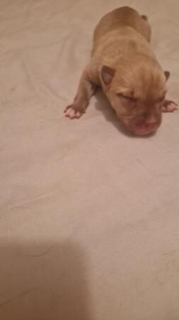 Pocket bully x staffy pups for sale in Newcastle upon Tyne, Tyne and Wear - Image 3