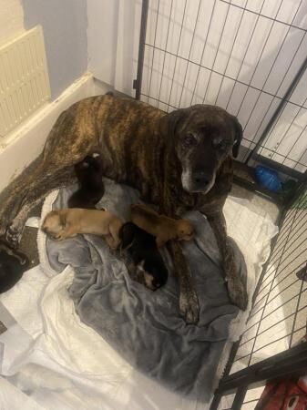 Presa x staffie puppies for sale in Borehamwood, Hertfordshire