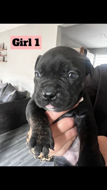 Puppies American bulldog xStaffy for sale in Sheffield, South Yorkshire - Image 1