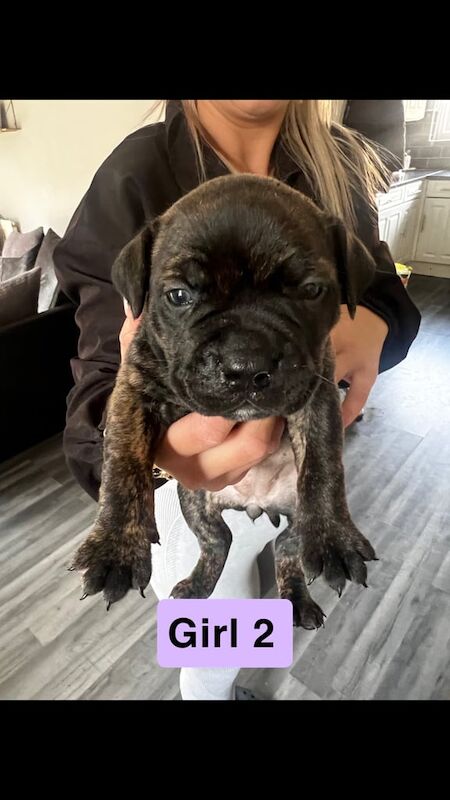 Puppies American bulldog xStaffy for sale in Sheffield, South Yorkshire - Image 3