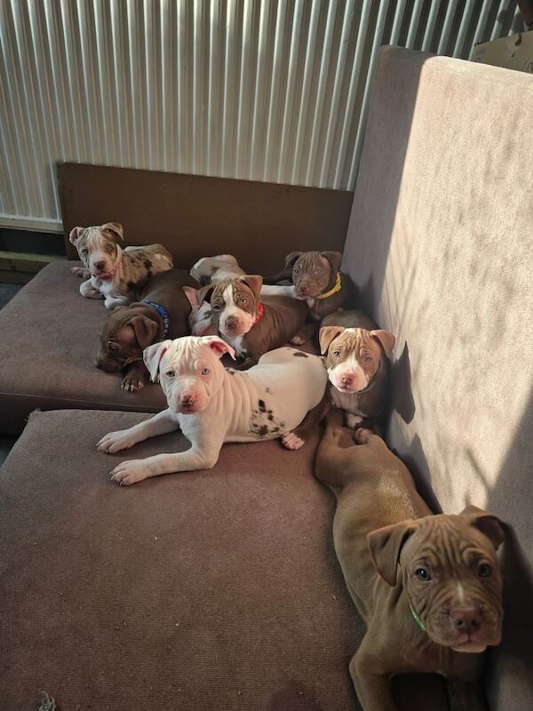 Puppies staff staffy x pocket bully. for sale in Sheffield, South Yorkshire