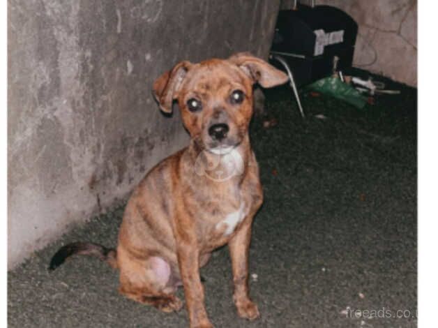 Puppy for sale in Halifax, West Yorkshire - Image 1