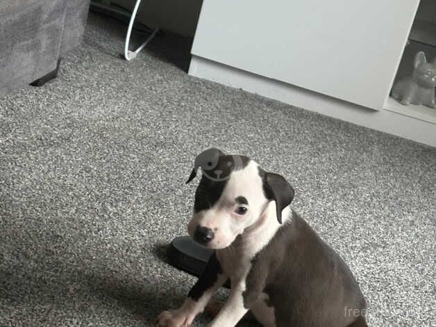 puppy staff for sale in Sheffield, South Yorkshire