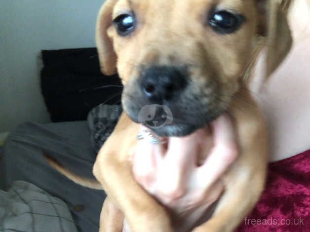 Puppy's for sale in Liverpool, Merseyside