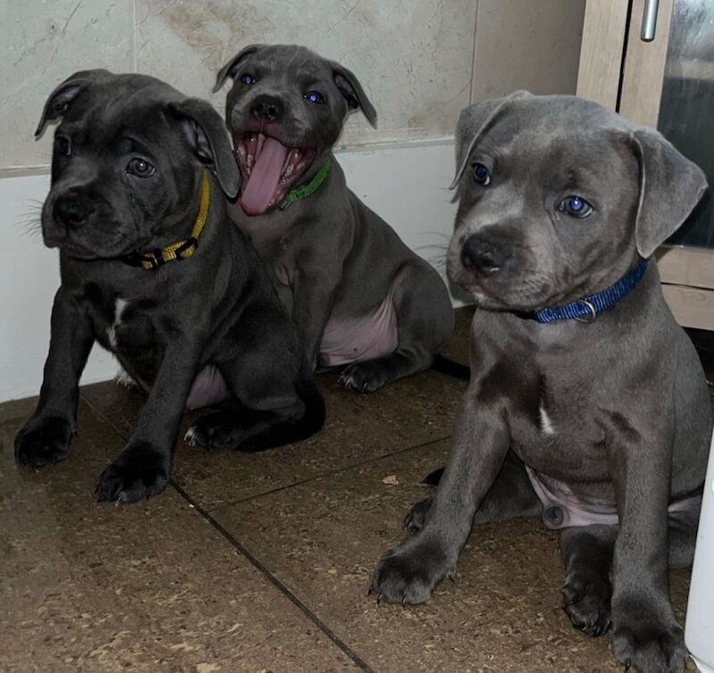 Quality Blue Staffordshire Bull terrier Puppies for sale in Bedfordshire