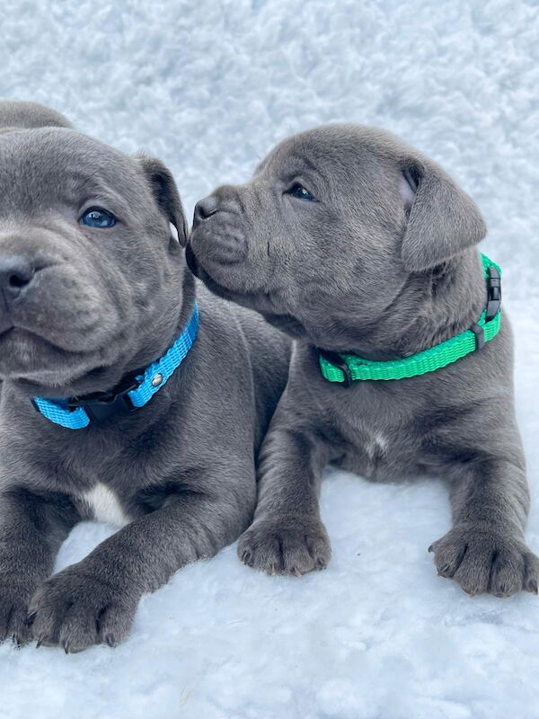QUALITY STAFFY PUPPIES for sale in Birmingham, West Midlands - Image 3