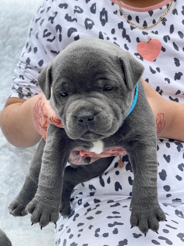 QUALITY STAFFY PUPPIES for sale in Birmingham, West Midlands - Image 2