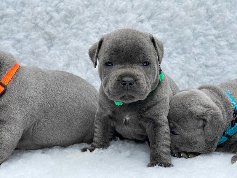 QUALITY STAFFY PUPPIES for sale in Birmingham, West Midlands - Image 5