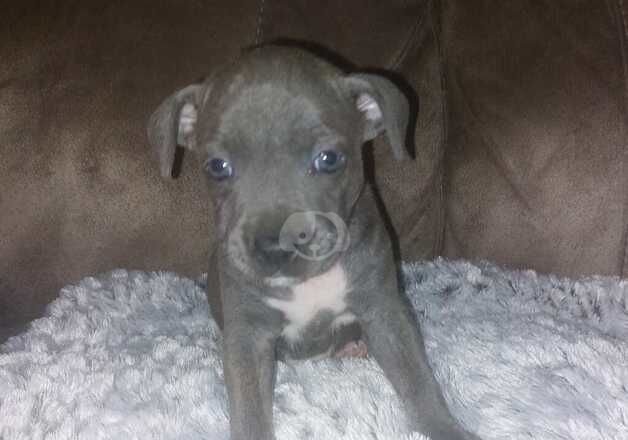 Ready 20th Nov 2024 Kc registered staffordshire bull terrier pups for sale in Ebbw Vale/Glyn Ebwy, Blaenau Gwent - Image 2