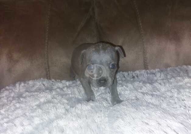 Ready 20th Nov 2024 Kc registered staffordshire bull terrier pups for sale in Ebbw Vale/Glyn Ebwy, Blaenau Gwent - Image 4