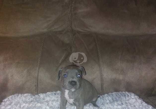 Ready 20th Nov 2024 Kc registered staffordshire bull terrier pups for sale in Ebbw Vale/Glyn Ebwy, Blaenau Gwent - Image 5