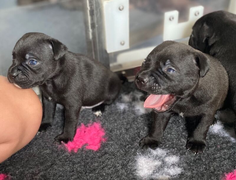 Ready for their forever home KC reg pups for sale in Swansea - Image 4