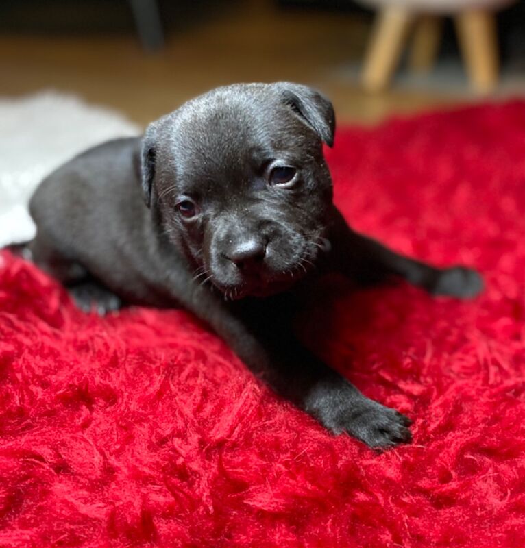 Ready for their forever home KC reg pups for sale in Swansea - Image 10