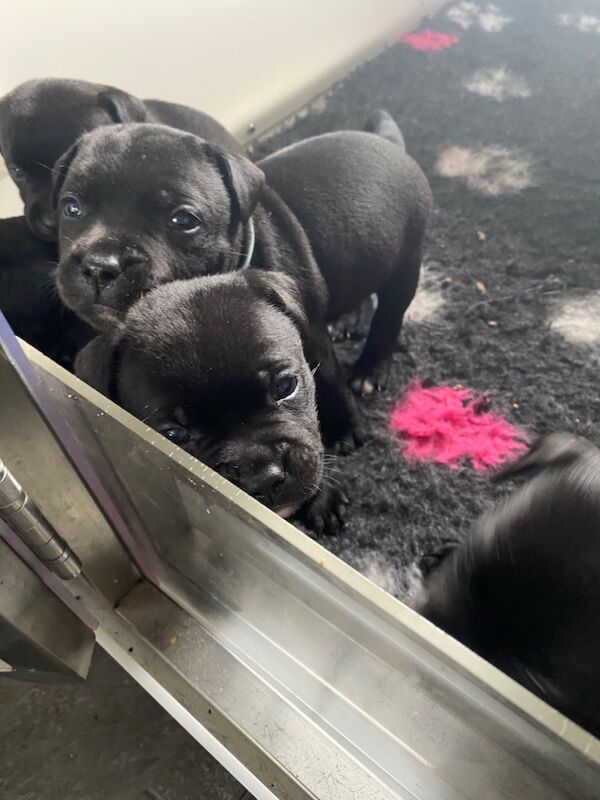 Ready for their forever home KC reg pups for sale in Swansea - Image 11