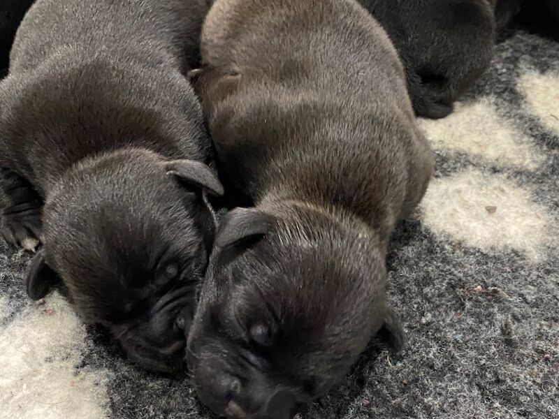 Ready for their forever home KC reg pups for sale in Swansea - Image 12