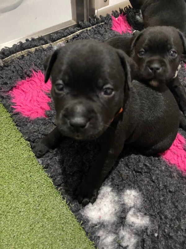 Ready for their forever home KC reg pups for sale in Swansea - Image 14