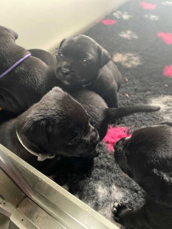 Ready for their forever home KC reg pups for sale in Swansea - Image 15