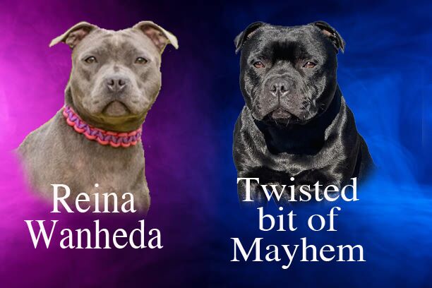 “Ready for their forever homes ”Pedigree KC Reg for sale in Swansea/Abertawe, Swansea - Image 1