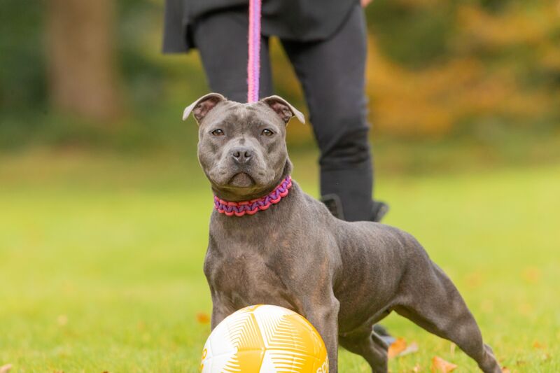 “Ready for their forever homes ”Pedigree KC Reg for sale in Swansea/Abertawe, Swansea - Image 3