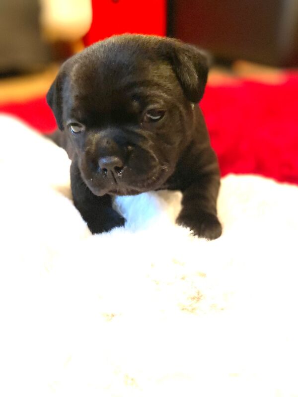 “Ready for their forever homes ”Pedigree KC Reg for sale in Swansea/Abertawe, Swansea - Image 7