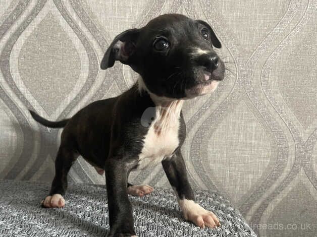 READY NOW! Last male pup for sale in Halifax, West Yorkshire