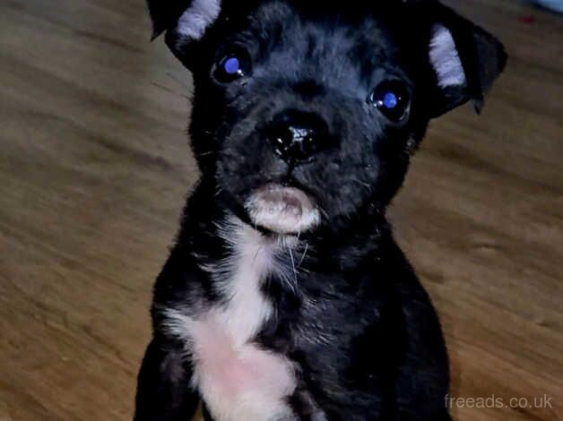 Blue Staffordshire bull terrier for sale in Bishop's Hull, Somerset - Image 1