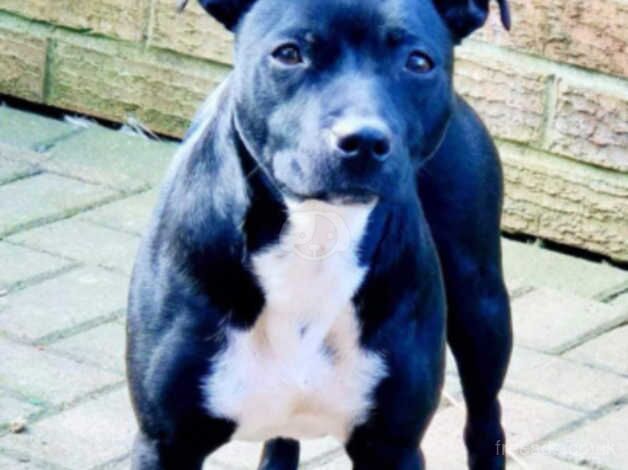 Blue Staffordshire bull terrier for sale in Bishop's Hull, Somerset - Image 5