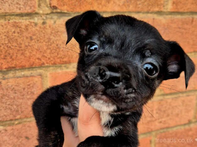 READY NOW STAFF PUPPYS 1 boy left for sale in Bishop's Hull, Somerset - Image 2