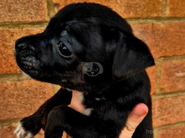 READY NOW STAFF PUPPYS 1 boy left for sale in Bishop's Hull, Somerset - Image 3