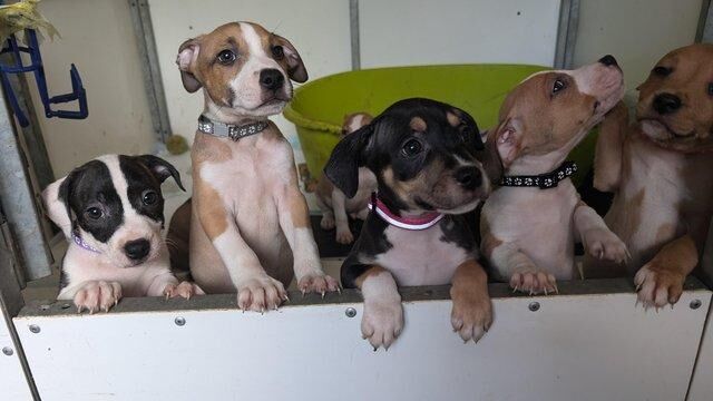 READY NOW STAFFXJACK PUPPIES for sale in Tamworth, Staffordshire - Image 1