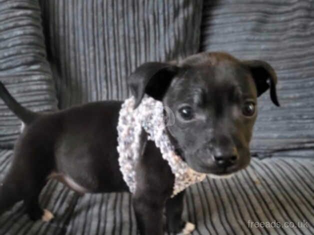 READY NOW STAFFY PUPS 2 LEFT for sale in Bishop's Hull, Somerset