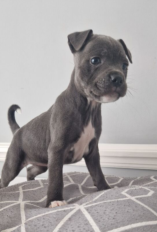 4 BOYS LEFT! Ready to leave now! Kc pedigree blue staffys for sale in Havant, Hampshire