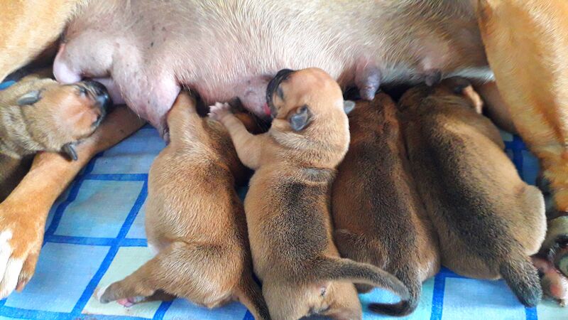 Red best sale staffy puppy