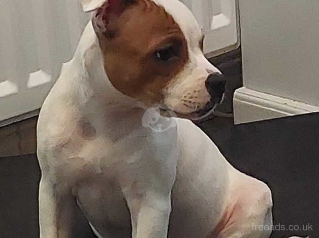 Red Pied Staffordshire pup for sale in Bridgend, Ceredigion - Image 1