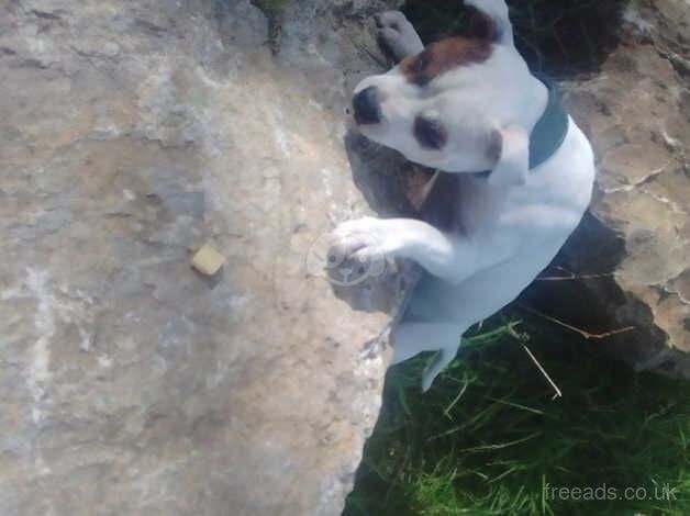 Red Pied Staffordshire pup for sale in Bridgend, Ceredigion - Image 2