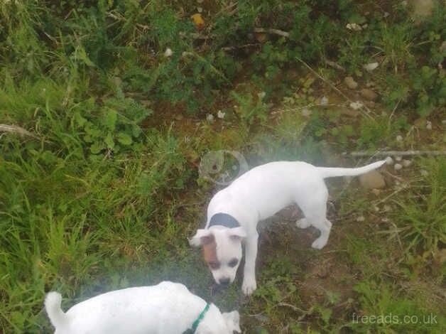 Red Pied Staffordshire pup for sale in Bridgend, Ceredigion - Image 3