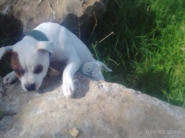 Red Pied Staffordshire pup for sale in Bridgend, Ceredigion - Image 4