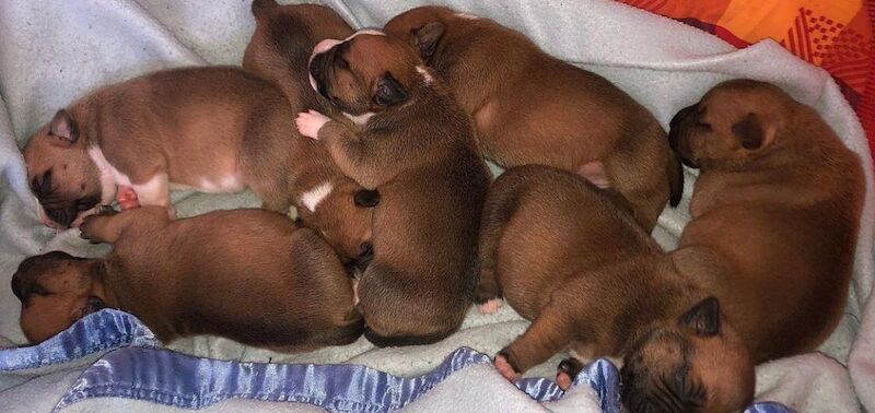RED STAFFORDSHIRE BULL terrier puppies for sale in Derbyshire - Image 2