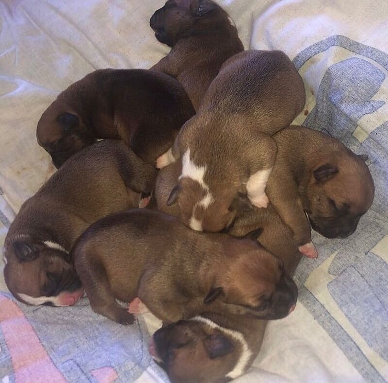 RED STAFFORDSHIRE BULL terrier puppies for sale in Derbyshire - Image 4