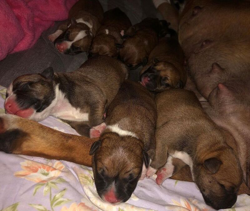 RED STAFFORDSHIRE BULL terrier puppies for sale in Derbyshire - Image 6