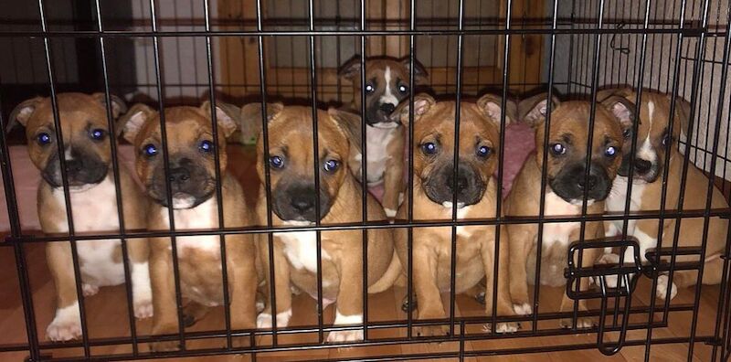 RED STAFFORDSHIRE BULL terrier puppies for sale in Derbyshire - Image 7