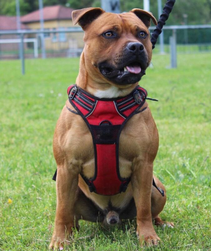 RED STAFFORDSHIRE BULL terrier puppies for sale in Derbyshire - Image 9