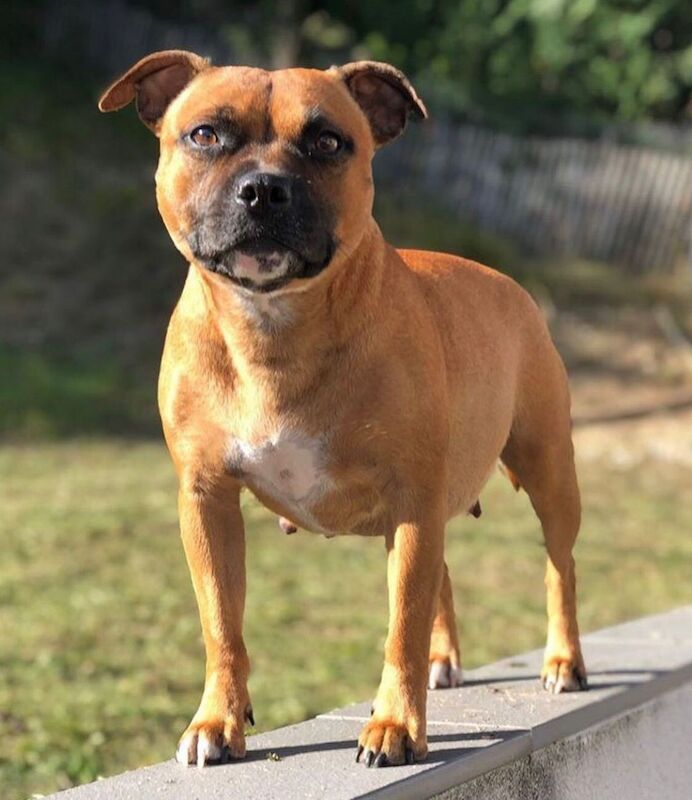 RED STAFFORDSHIRE BULL terrier puppies for sale in Derbyshire - Image 10