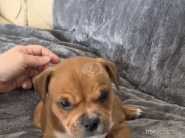 Red staffordshire bull terrier puppies for sale in Neath Abbey, Neath Port Talbot - Image 1